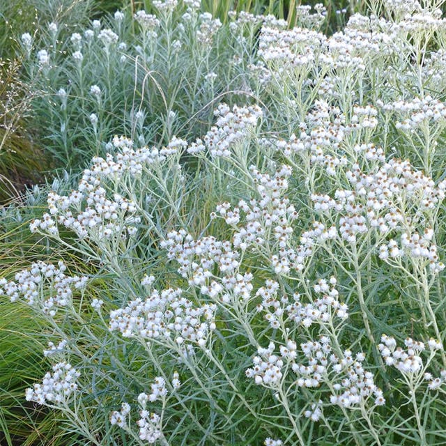 New Snow Pearly Everlasting (Anaphalis)