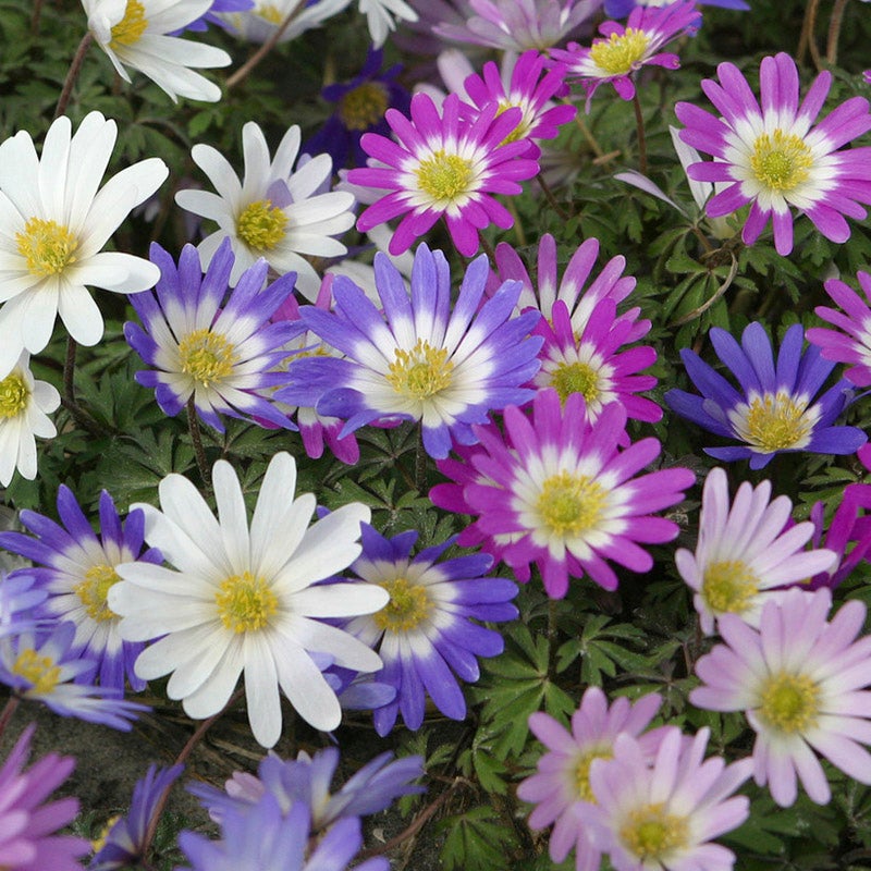 Anemone blanda Grecian windflowers