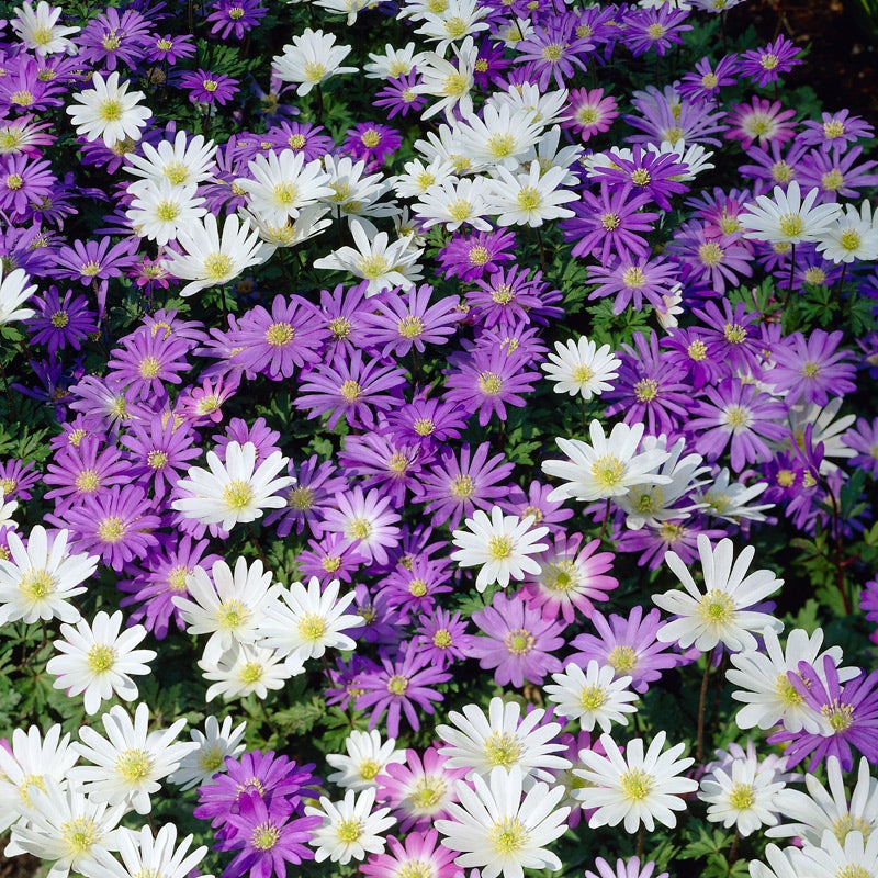 Anemone blanda Grecian windflowers