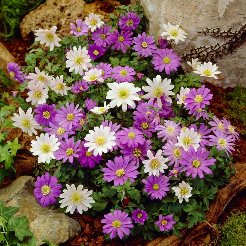 Anemone blanda Grecian windflowers