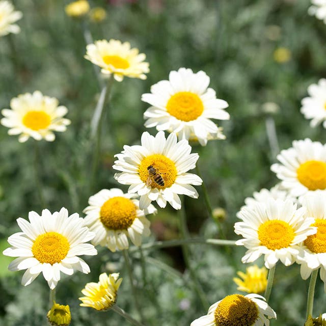 Susanna Mitchell Marguerite Daisy (Anthemis)