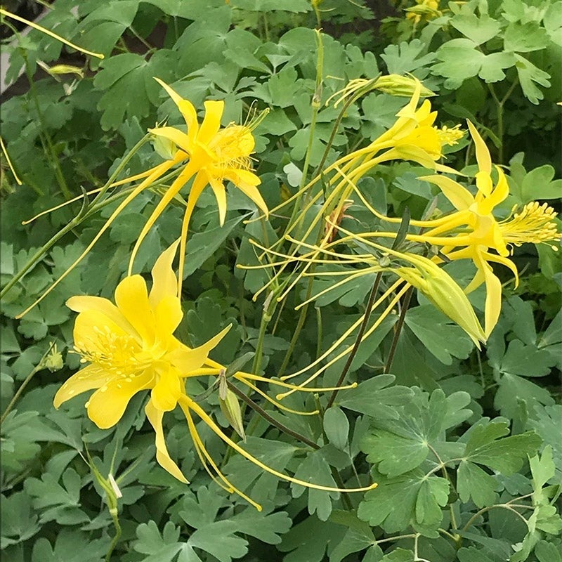 Swallowtail® Columbine (Aquilegia species Swallowtail®)