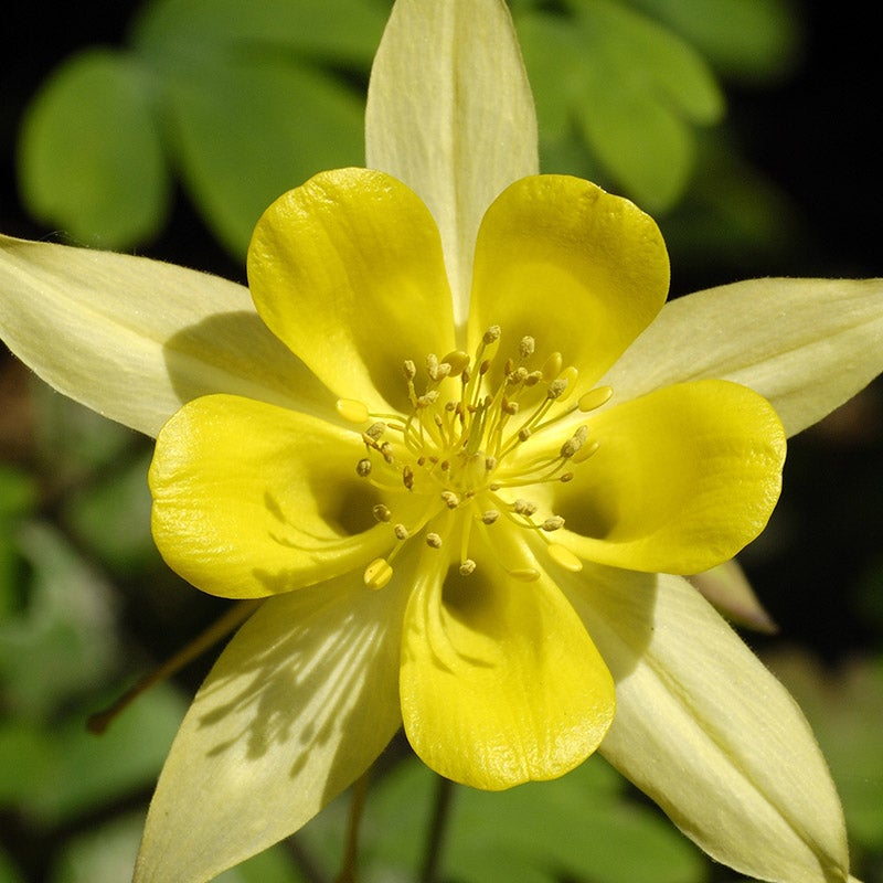 Golden Spur Columbine (Aquilegia chrysantha)