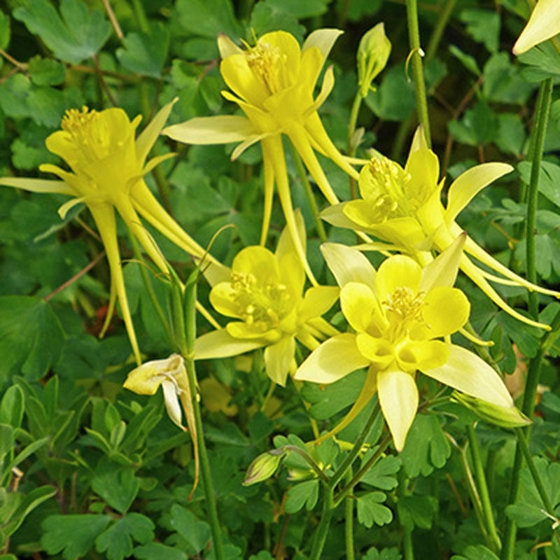 Little Treasure Dwarf Spur Columbine (Aquilegia chrysantha v. chaplinei 'Little Treasure')