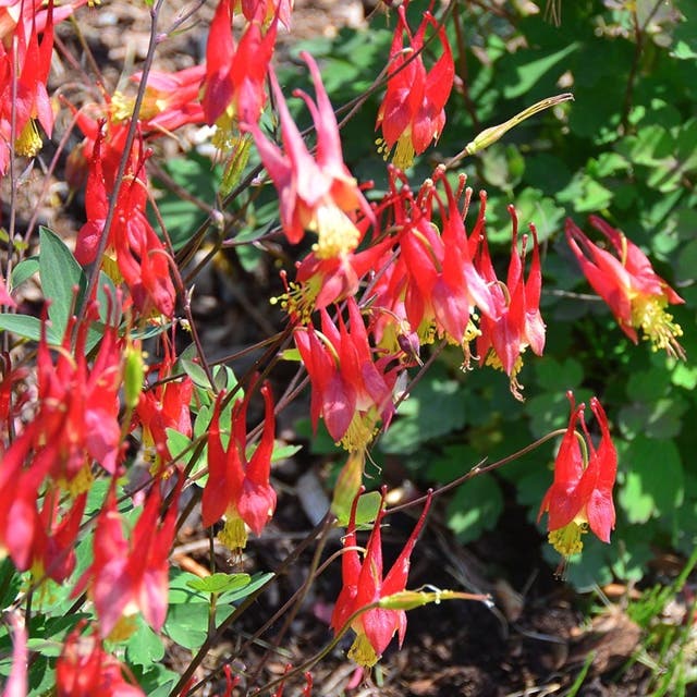 Little Lanterns Columbine