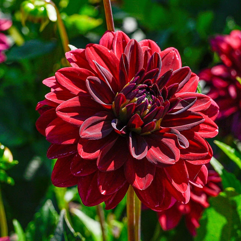 Arabian Night Dahlia