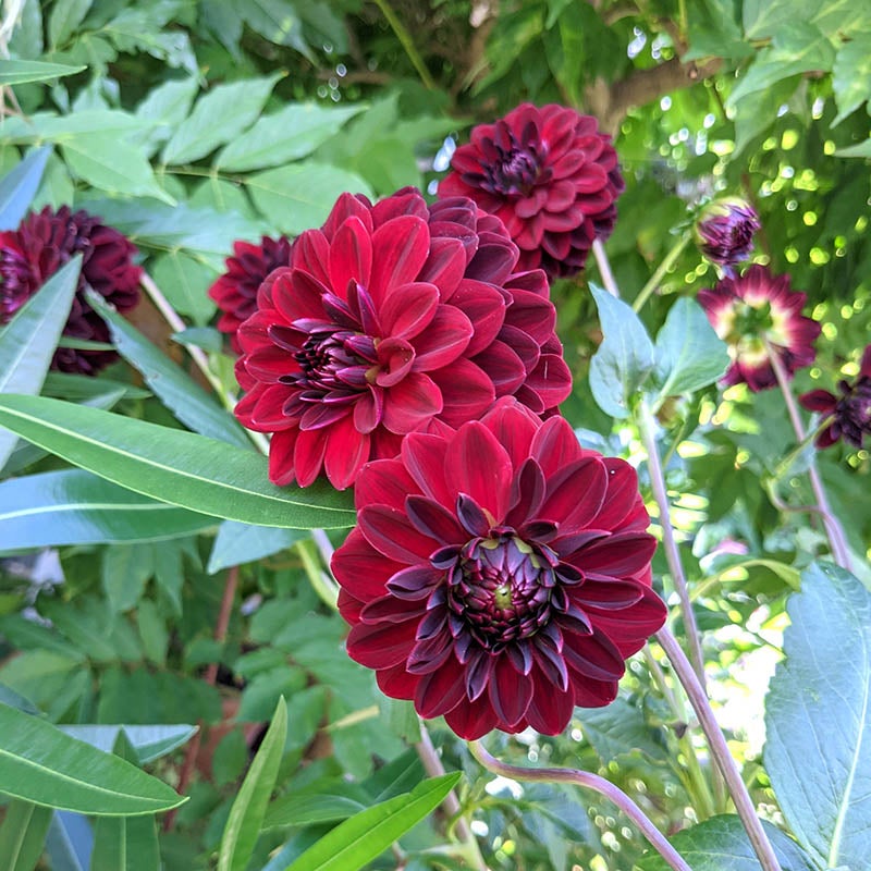 Arabian Night Dahlia