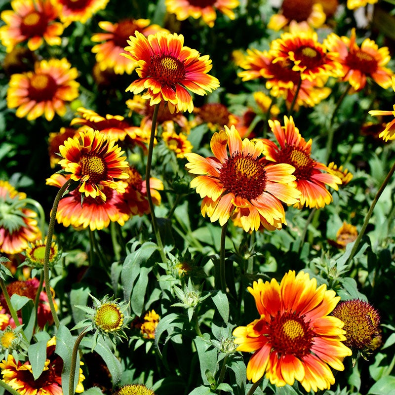 Arizona Sun Gaillardia (Gaillardia grandiflora 'Arizona Sun')