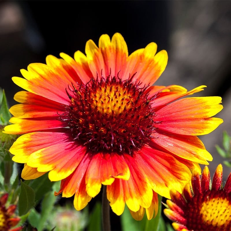 Arizona Sun Gaillardia (Gaillardia grandiflora 'Arizona Sun')
