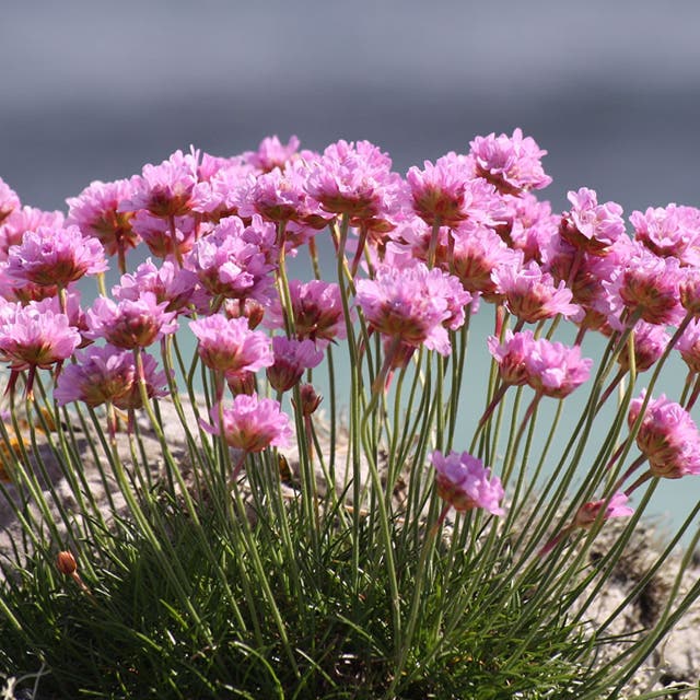 Victor Reiter Armeria