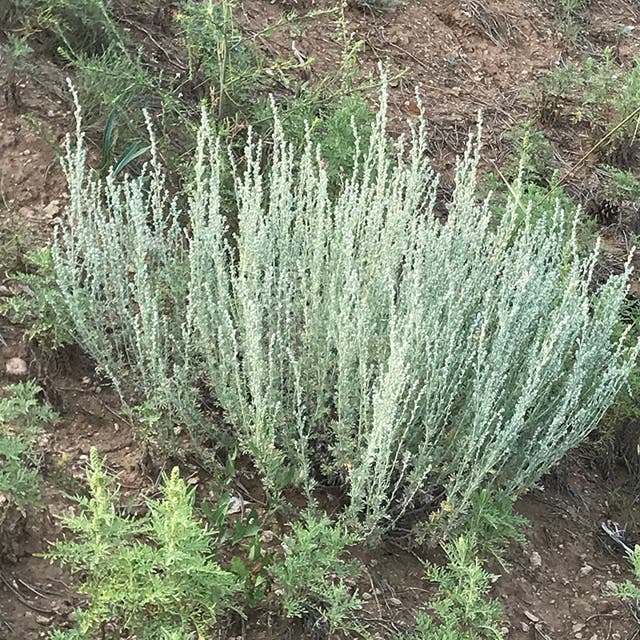 Artemisia frigida