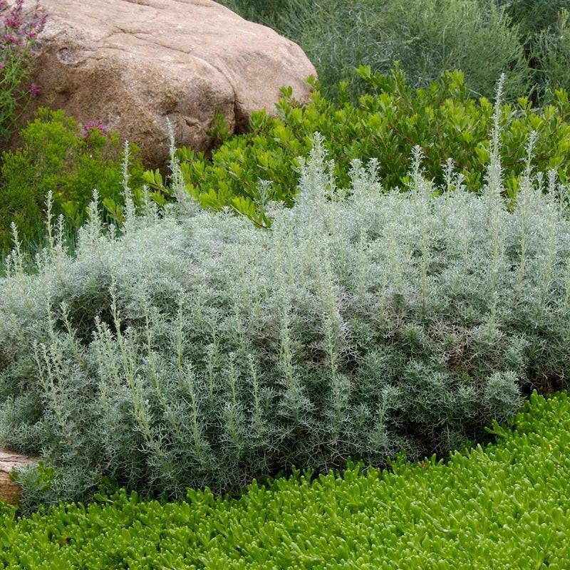 Seafoam Artemisia (Artemisia versicolor 'Seafoam')