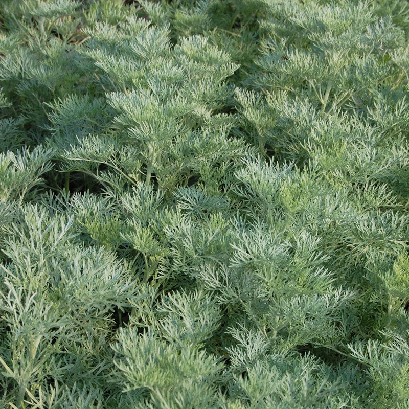 Powis Castle Artemisia (Artemisia x 'Powis Castle')