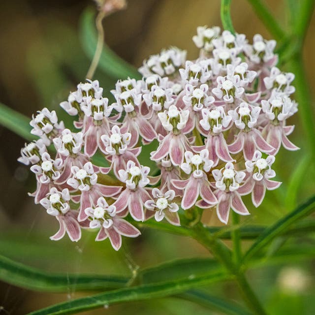 California Narrow Leaf Milkweed