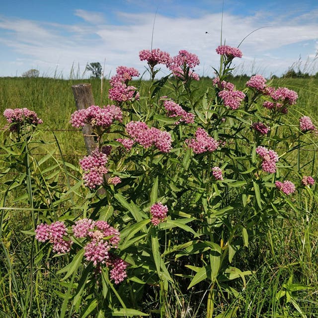 Rose Swamp Milkweed