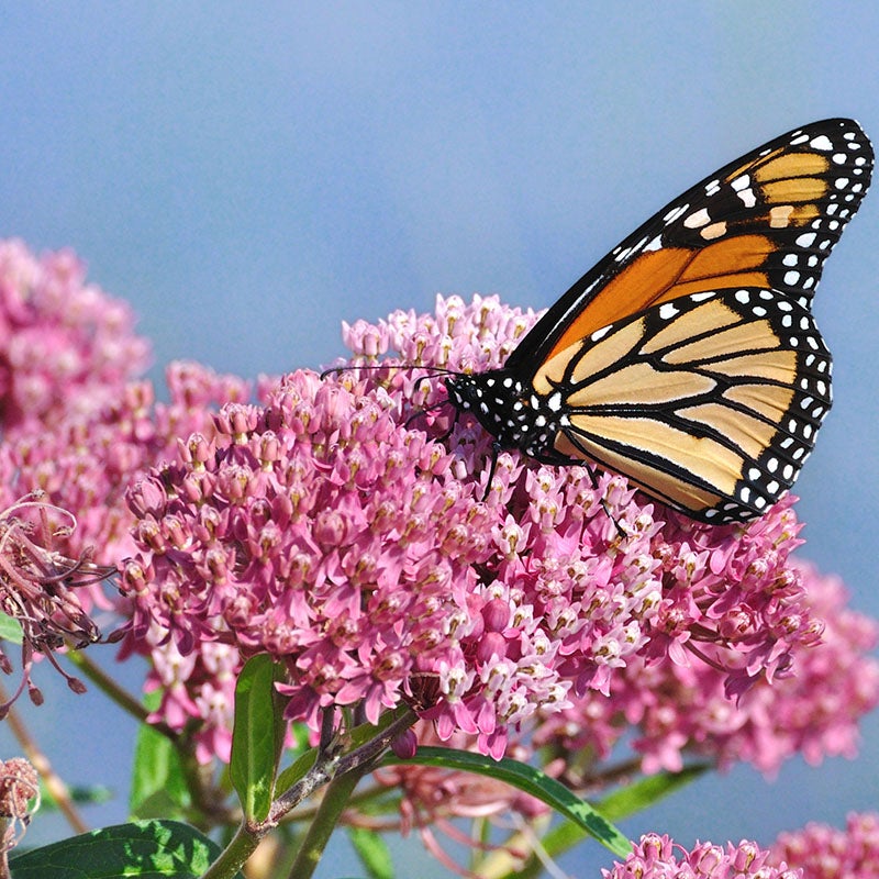 Rose Swamp Milkweed (Asclepias incarnata 'Rose')