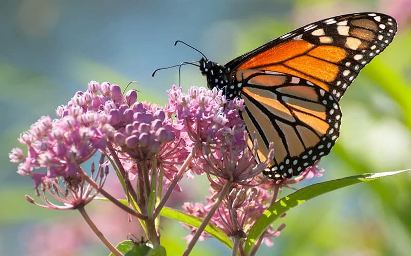 Monarch on Milkweed