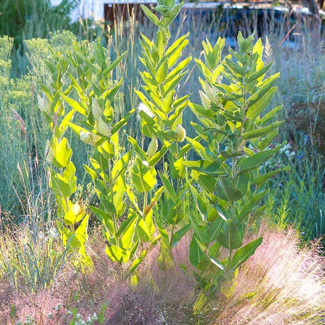 Showy Pink Milkweed