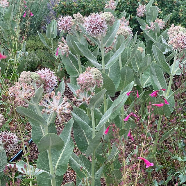 Davis Showy Milkweed