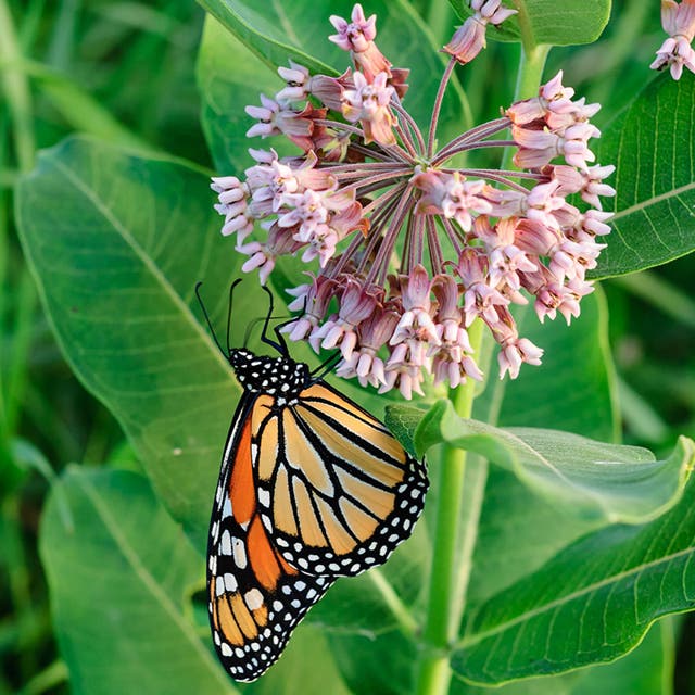 Common Milkweed