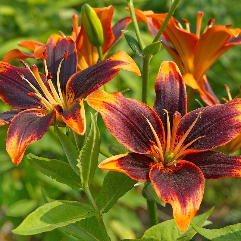 Asiatic Lily 'Forever Susan'