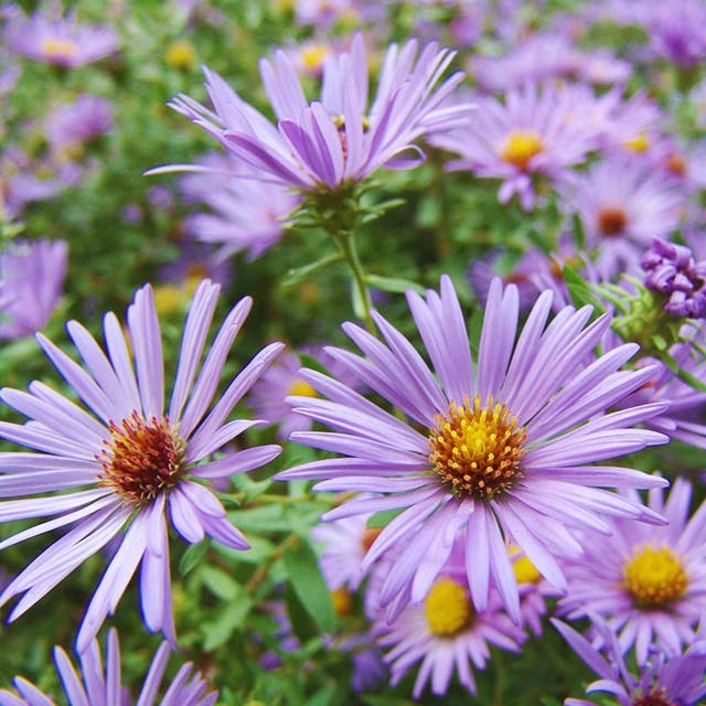 Raydon's Favorite Aromatic Aster