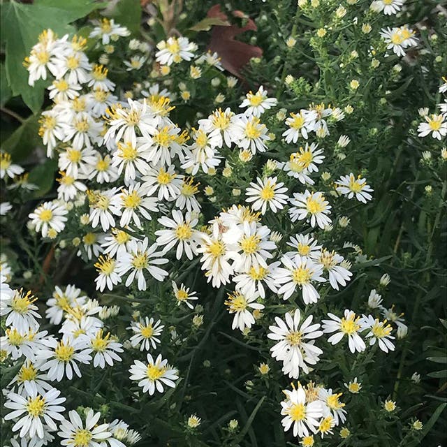 First Snow Heath Aster