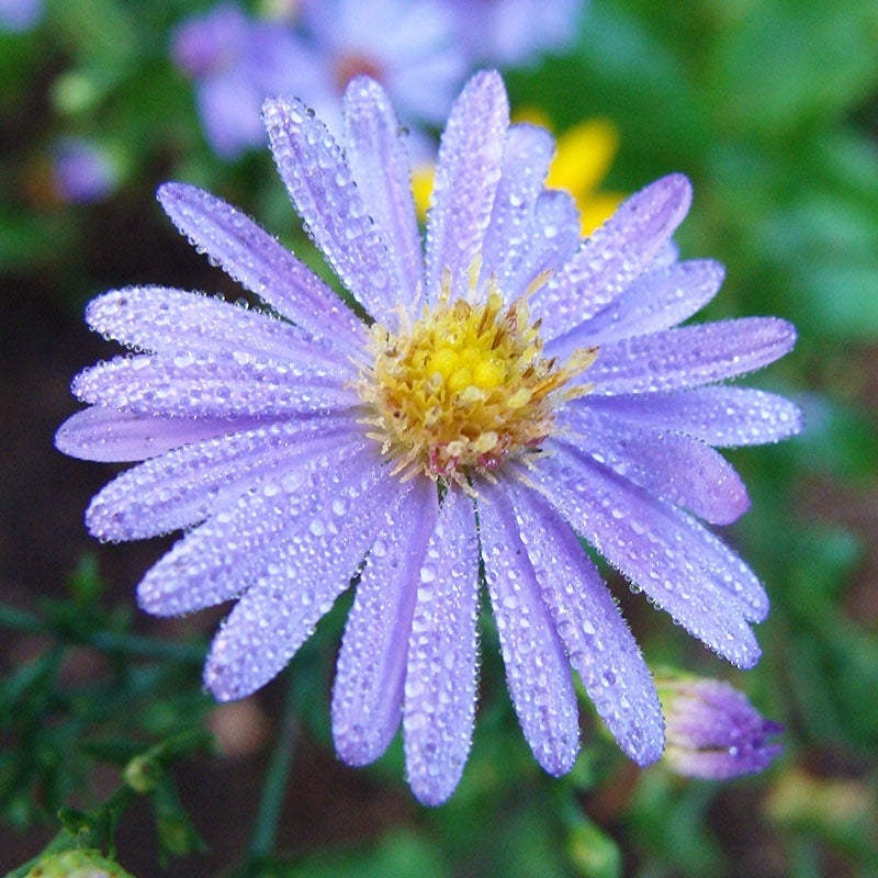 Bluebird Smooth Aster (Aster laevis 'Bluebird'). Photo Courtesy of Mt Cuba Center.