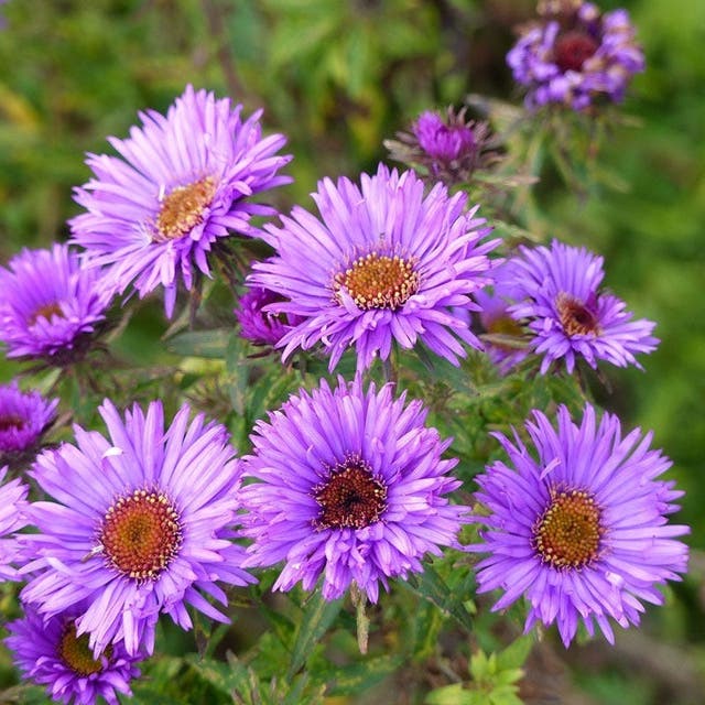 Purple Dome New England Aster