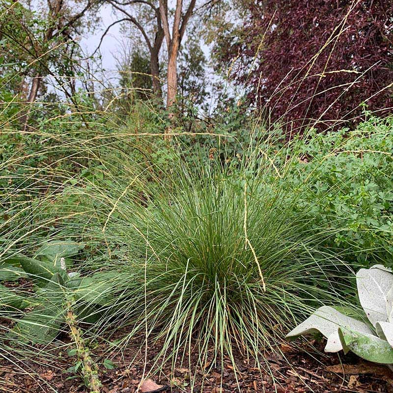 Atlas Fescue Grass (Festuca mairei)
