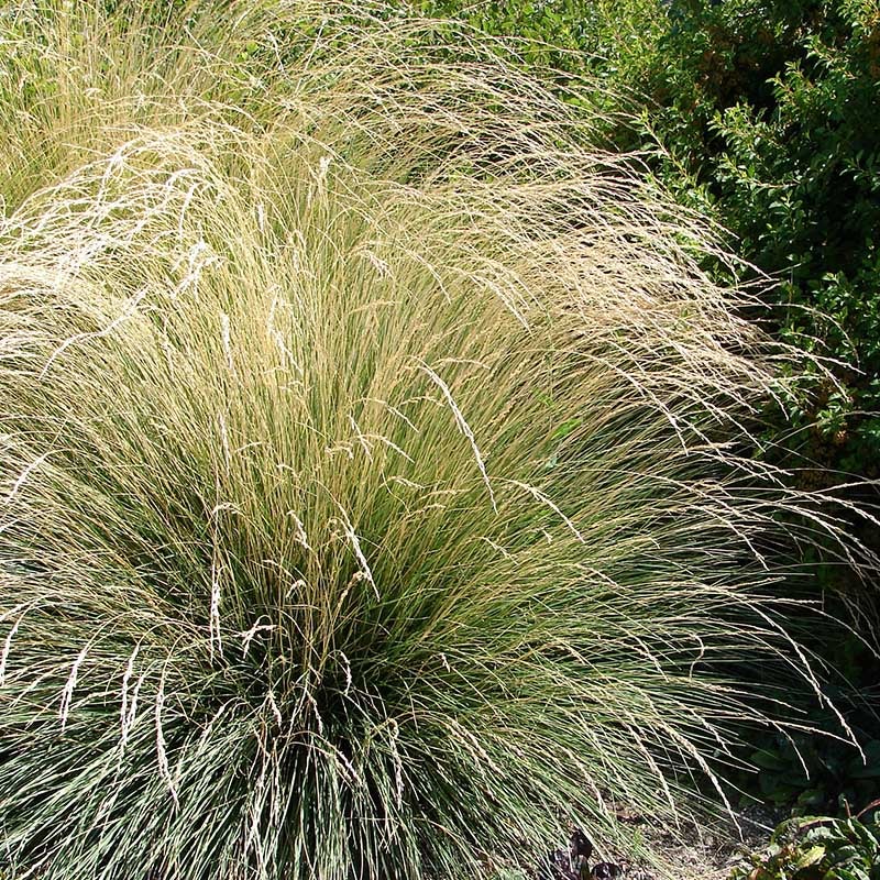 Atlas Fescue Grass (Festuca mairei)