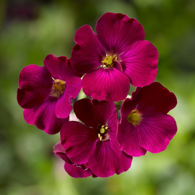 Axcent™ Burgundy Aubrieta