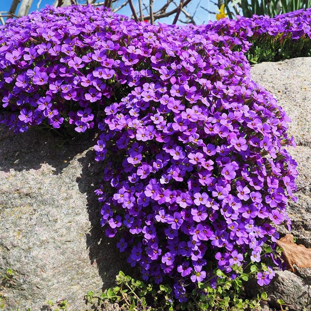 Dwarf Rock Cress