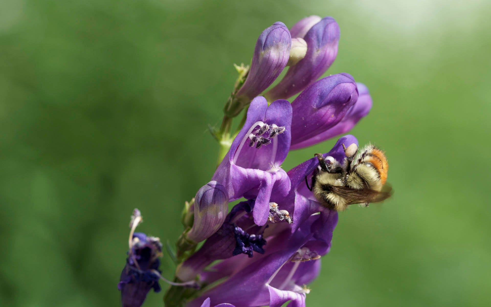  How A Denver Neighborhood Achieved Habitat Hero Certification From Audubon Rockies