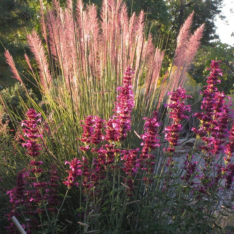 Ava's Hummingbird Mint (Hyssop), Agastache Ava with Muhly Pink Flamingo Grass