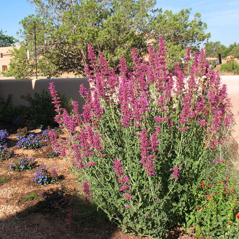 Ava's Hummingbird Mint (Hyssop), Agastache Ava