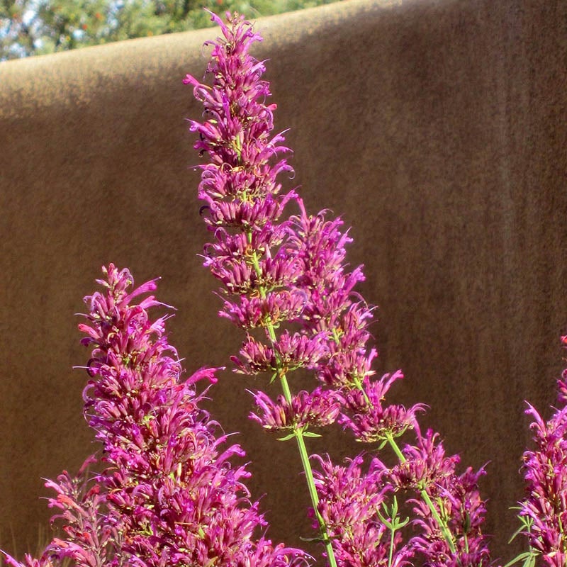 Ava's Hummingbird Mint (Hyssop), Agastache Ava