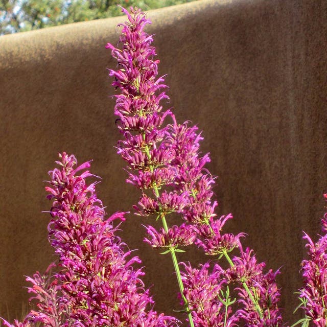 Ava Agastache