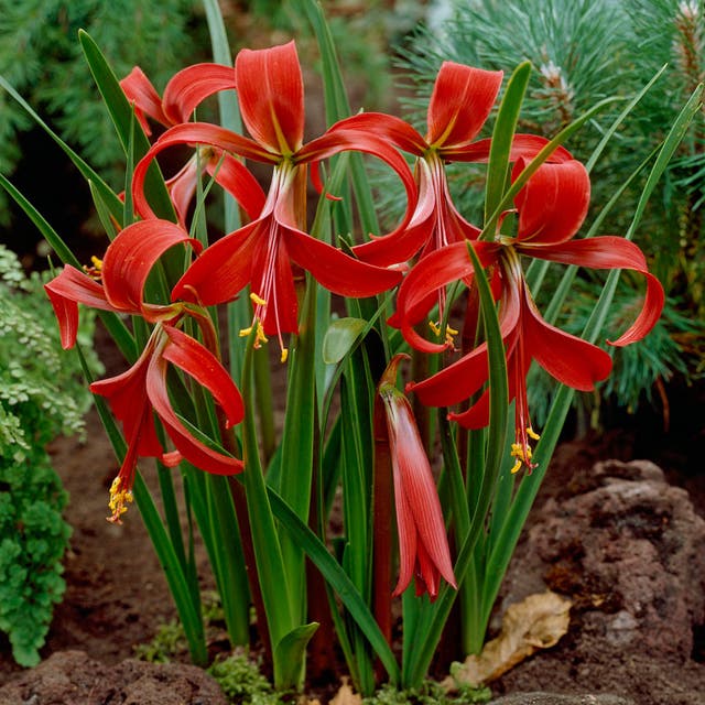 Aztec Lily (Sprekelia)