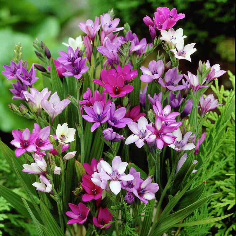 Blue Freesia, Babiana stricta 'Mixture'