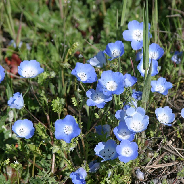 Baby Blue Eyes Seeds