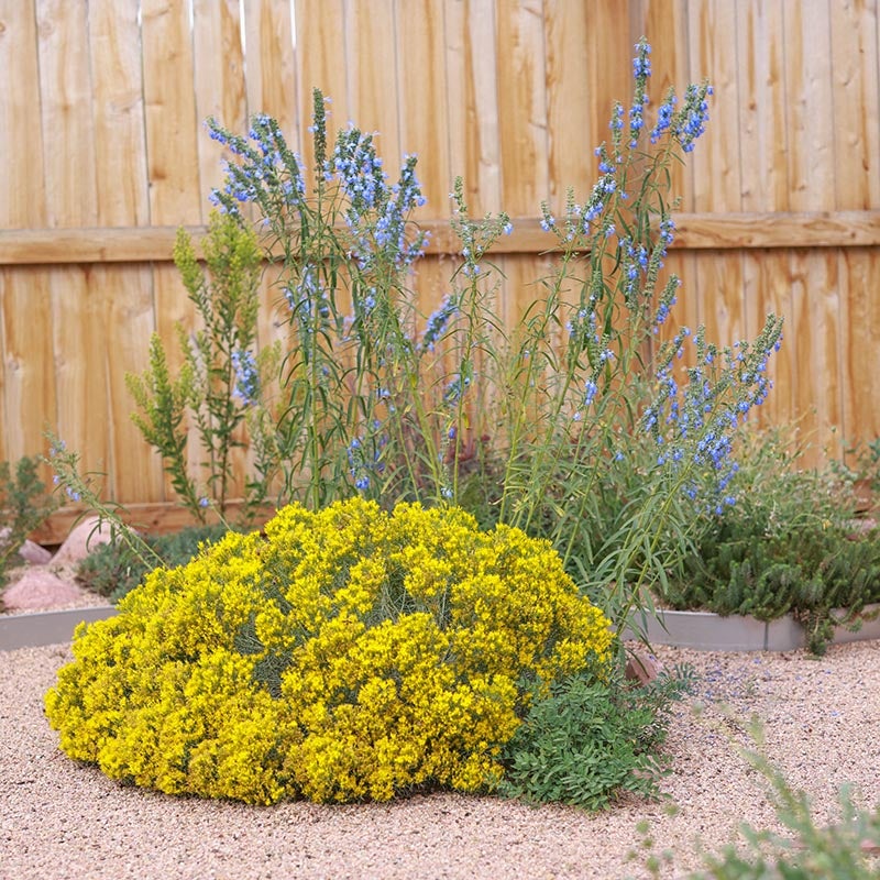 Baby Blue Rabbitbrush (Ericameria nauseosa var. nauseosa)