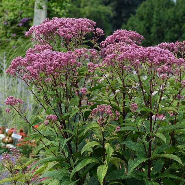 Baby Joe Joe Pye Weed (Eupatorium)