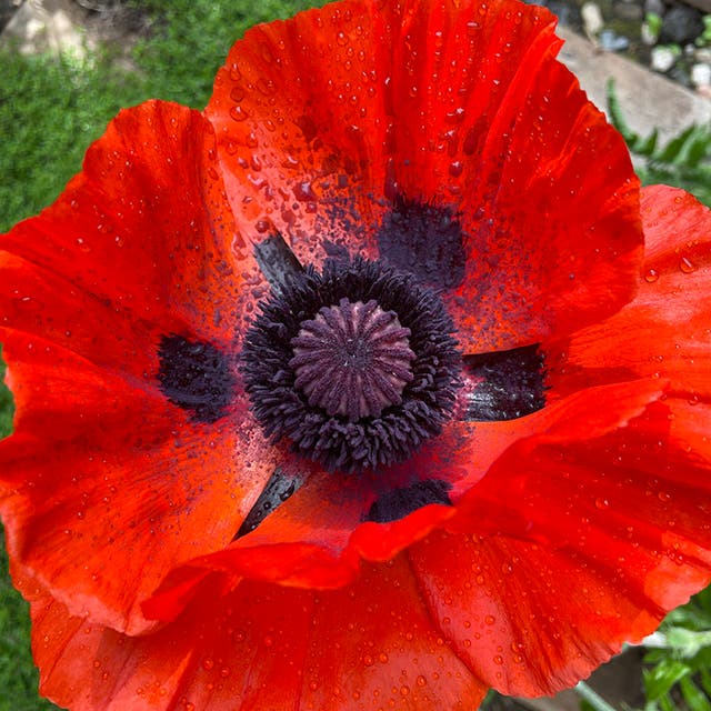 Beauty of Livermere Oriental Poppy