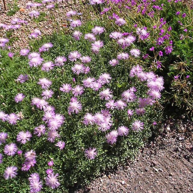 Bellina Pink Cornflower