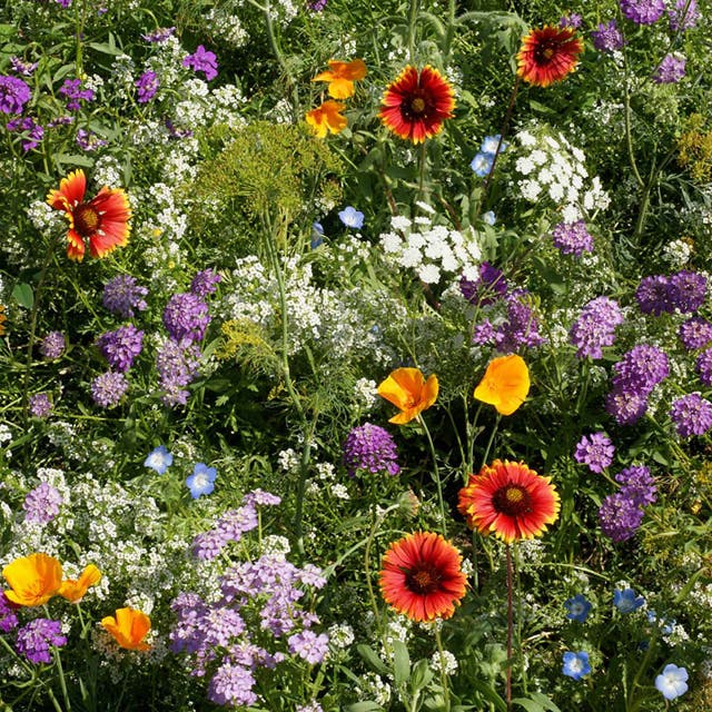 Beneficial Bug Wildflower Seed Mix