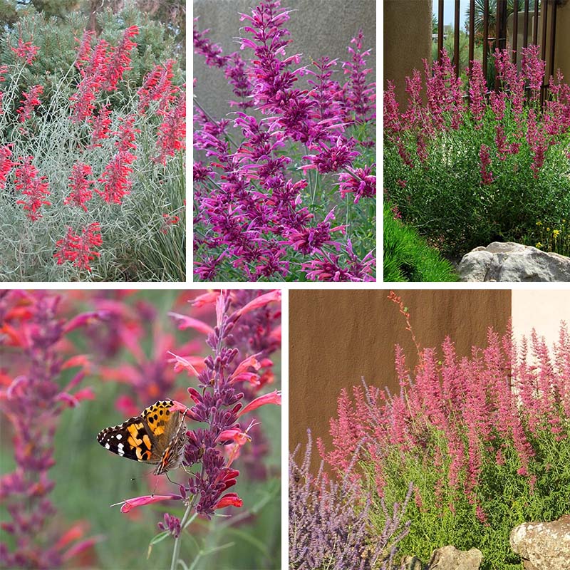 Best In Show Agastache Collection