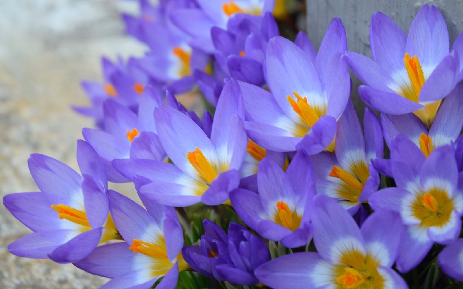 Crocus Flowers