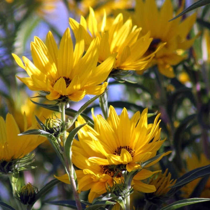 Yellow Helianthus maximiliana Santa Fe, Helianthus maximiliana Santa Fe, Maximilian's Sunflower