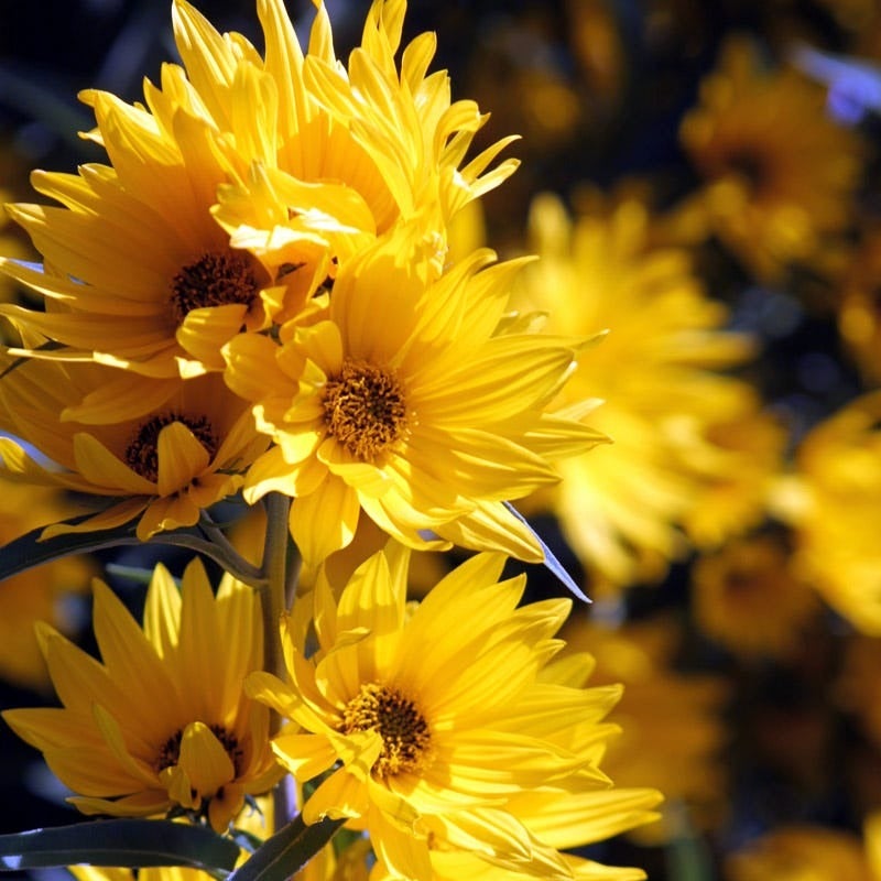 Yellow Helianthus maximiliana Santa Fe, Helianthus maximiliana Santa Fe, Maximilian's Sunflower